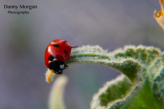 Danny-Morgan-Ladybug