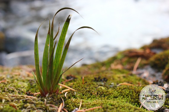 Kate Anderson, macro, photography, grass, moss, green, river