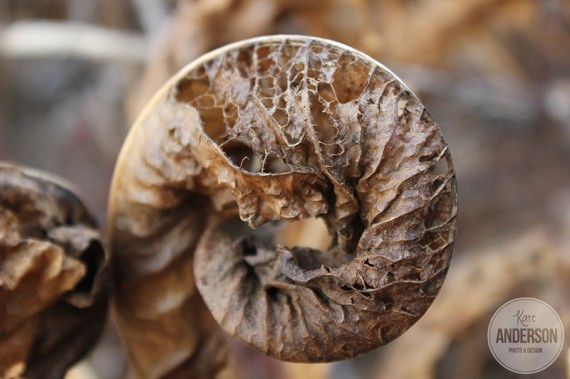 Kate Anderson, macro, photography,leaf, skeleton, nature, landscape