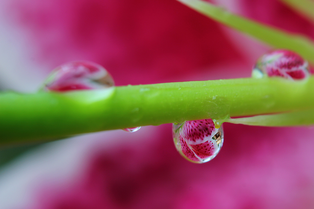 Creative Project 4: Water Drop Macro – F12