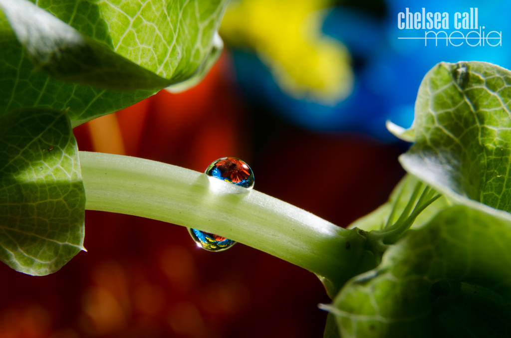 Highlights – Macro: Water Drop Lens – S13