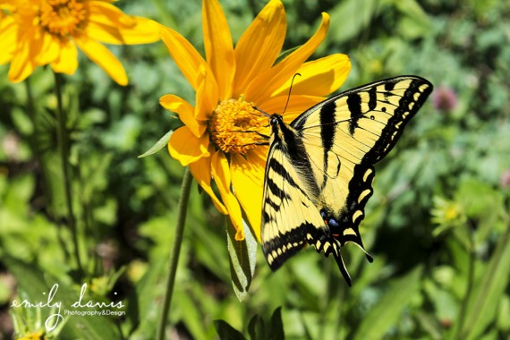 EmilyDavis-Butterfly-Swallowtail