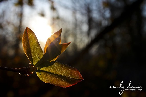 EmilyDavis-Leaf-Sunlight-VictorIdaho