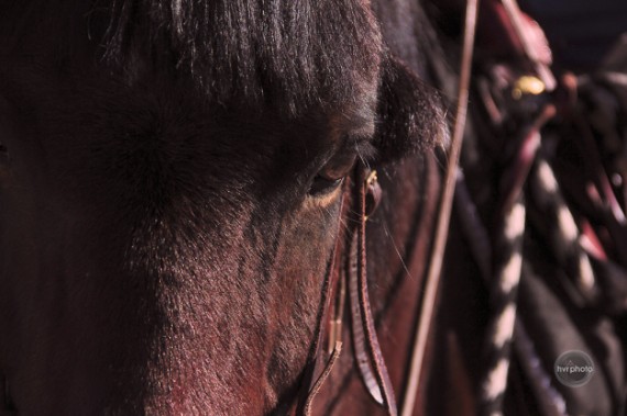 Haley-v-reese-photography-FAPOS-horse-Bannack-Montana