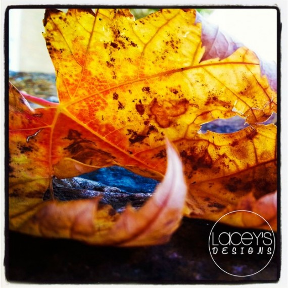 Lacey-Hathaway-Nature-Macro-Fall-leaves-Rexburg-625x625