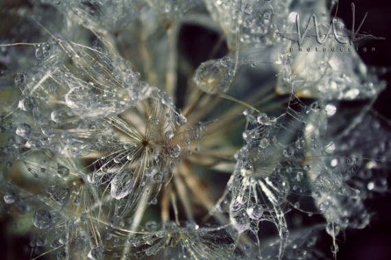 MeganKelly-FineArt-Professional-FAPOS-MeganKellyPhotodesign-Jackson-Montana-TetonArea-CloseUp-Dandelion-WaterDrops-DandelionSeed-625x416